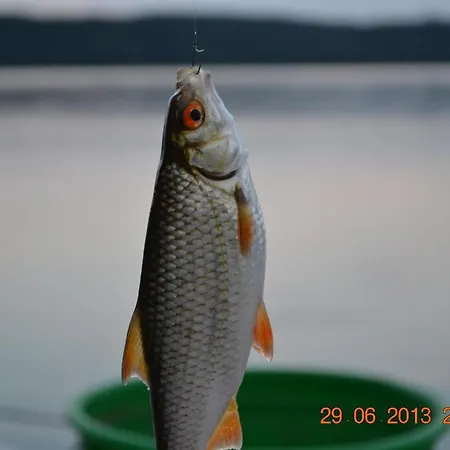 Gowidlina * Gowidlino